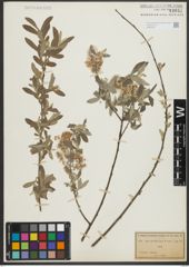 Foto von Salix salviifolia Brot.